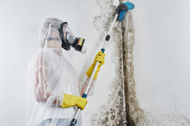 Best Residential Mold Remediation in Kalispell, MT
