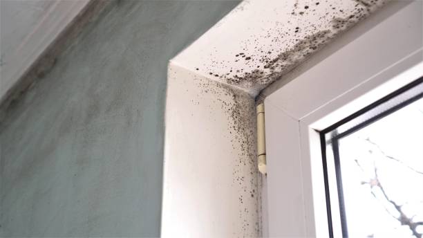 Best Mold Remediation for Schools in Kalispell, MT