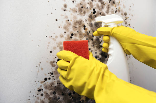 Best Crawl Space Mold Remediation in Kalispell, MT