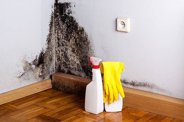 Best Mold Remediation for Specific Building Types in Kalispell, MT